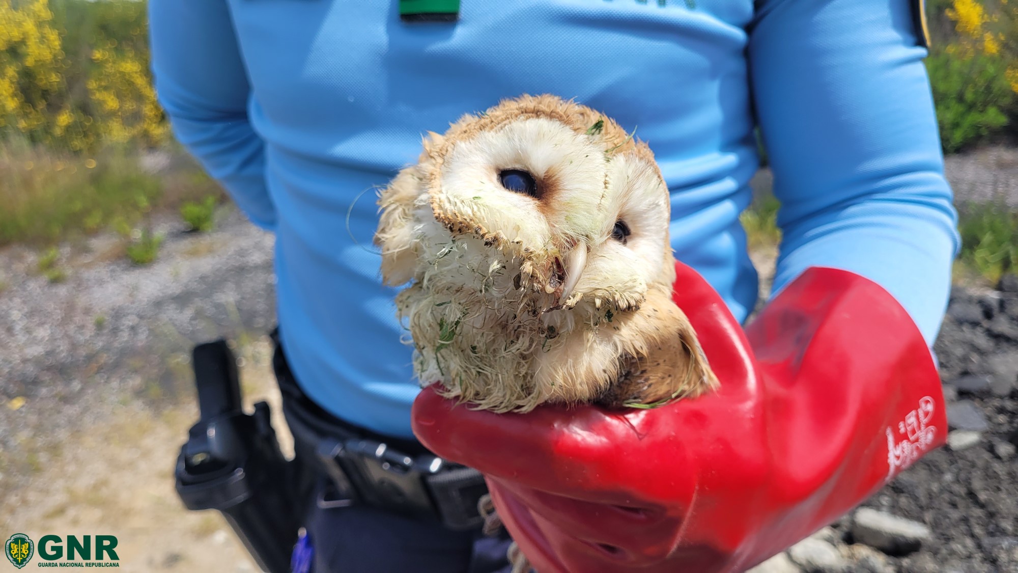 Coruja-das-torres incapaz de voar foi recolhida pela GNR de Bragança para ser tratada