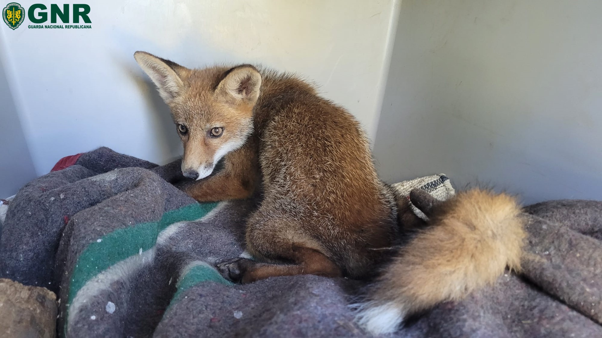 Raposa ferida resgatada pela GNR