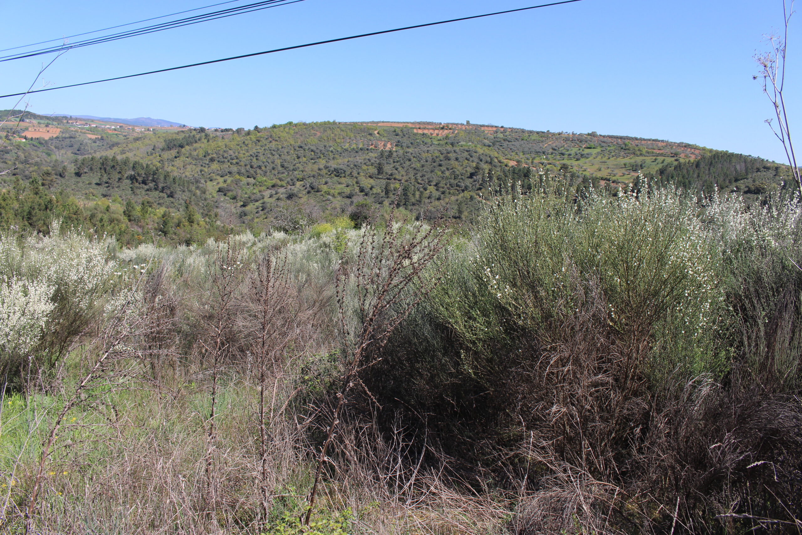 Prazo para limpeza dos terrenos alargado até 15 de junho