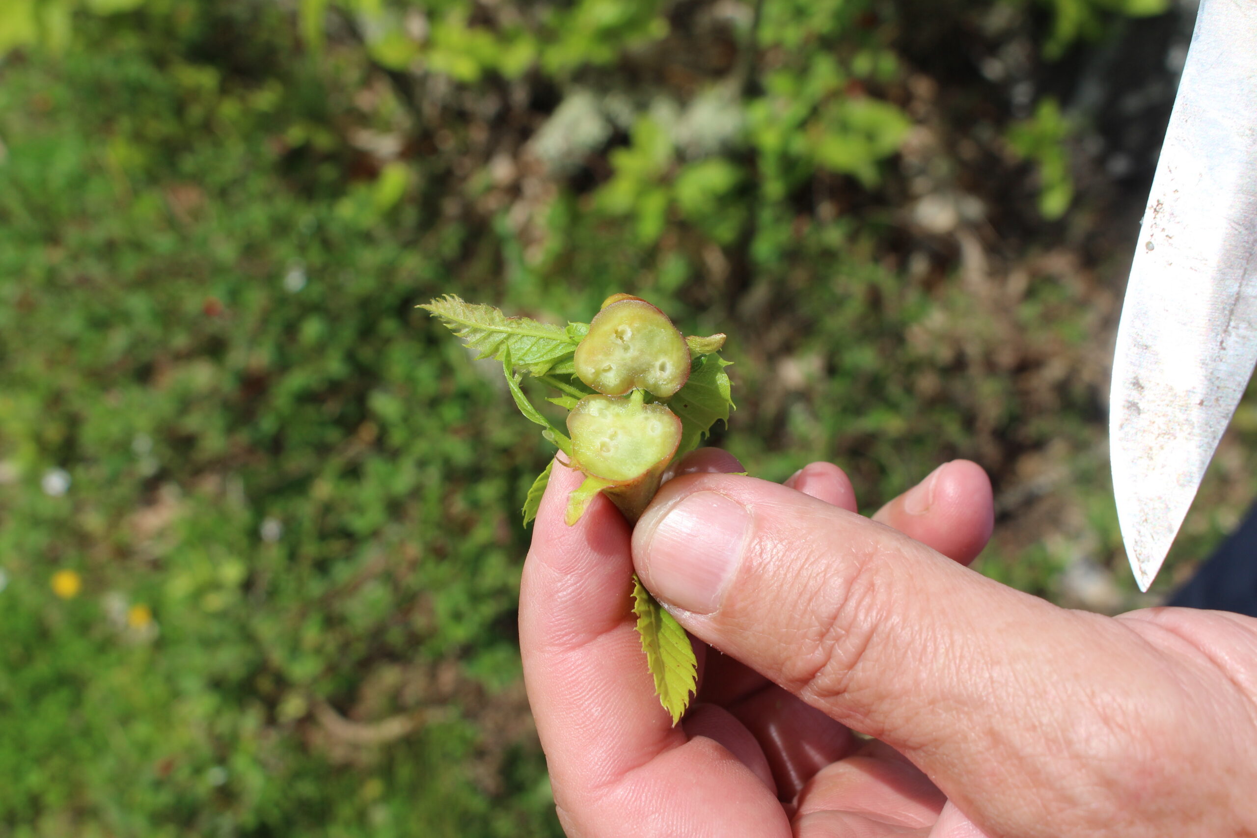 Ataque “severo” da vespa da galha do castanheiro pode levar a quebras de produção de castanha de 50% na região