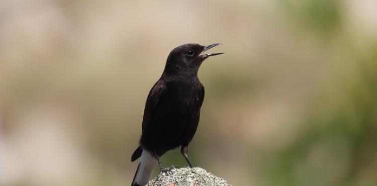Carrazeda de Ansiães recebe novamente o festival que alerta para o risco de extinção do Chasco Preto