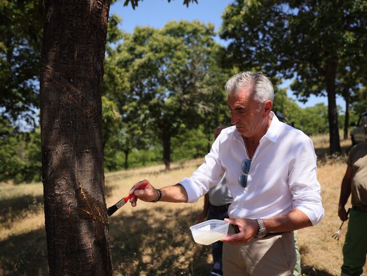 600 mil euros para tratar tinta e cancro no castanheiro e preservar castanha em Vinhais