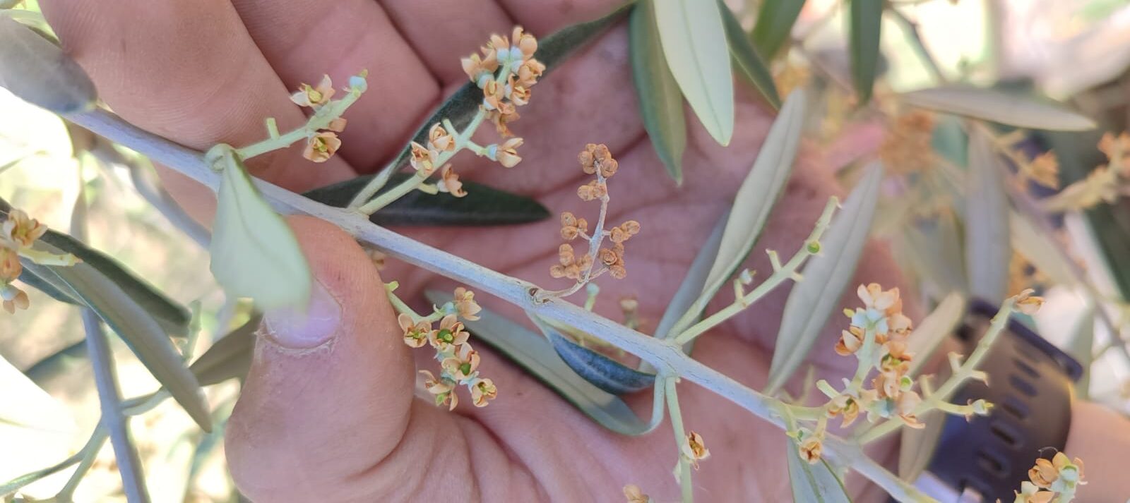 Calor queimou flor da oliveira em alguns pontos da região mas ainda não há razão para alarme