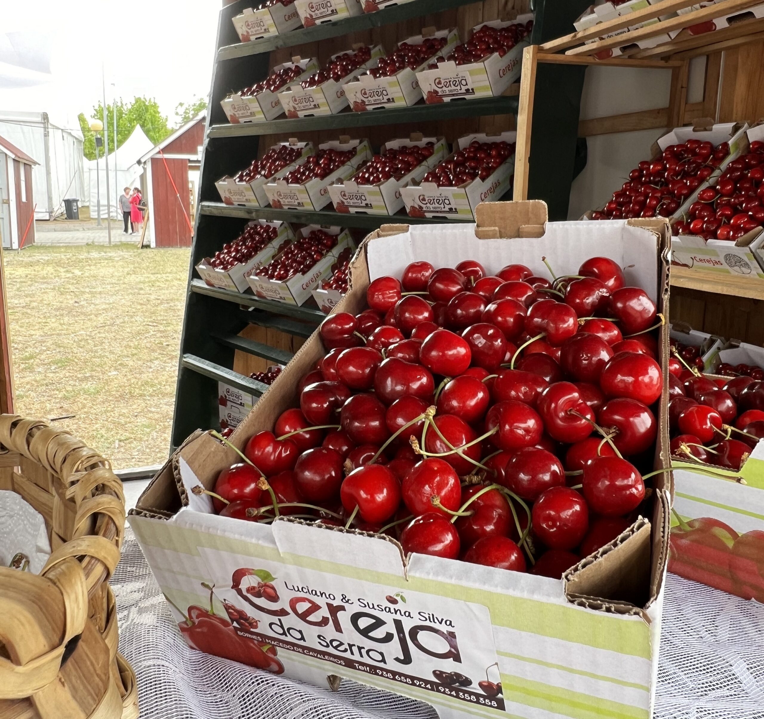 Fernando Daniel, Ana Moura e Karetus animam Festa da Cereja&Co que começa hoje