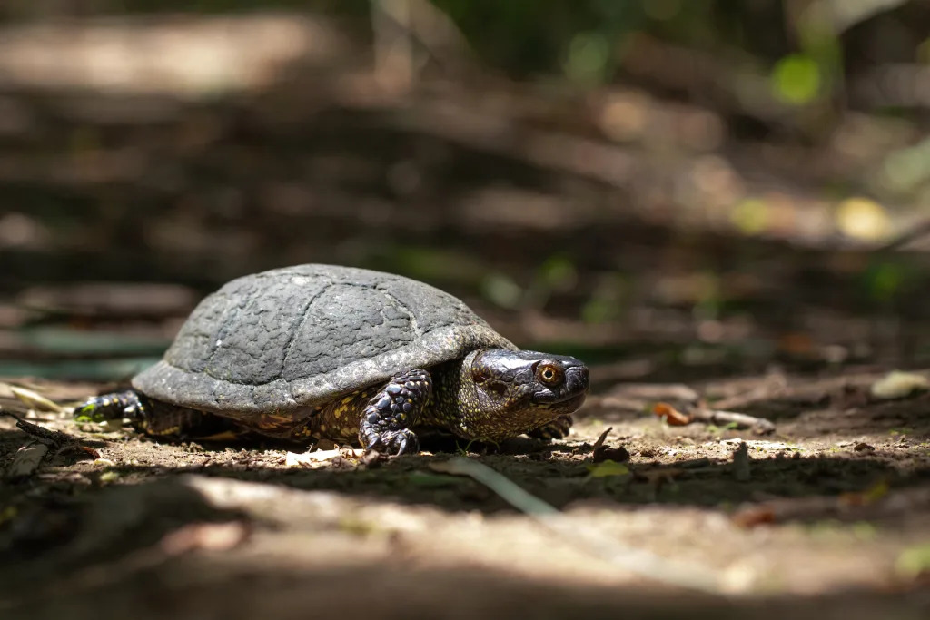 Palombar lança projeto para mapear e proteger o Cágado-de-Carapaça-Estriada no Norte transmontano