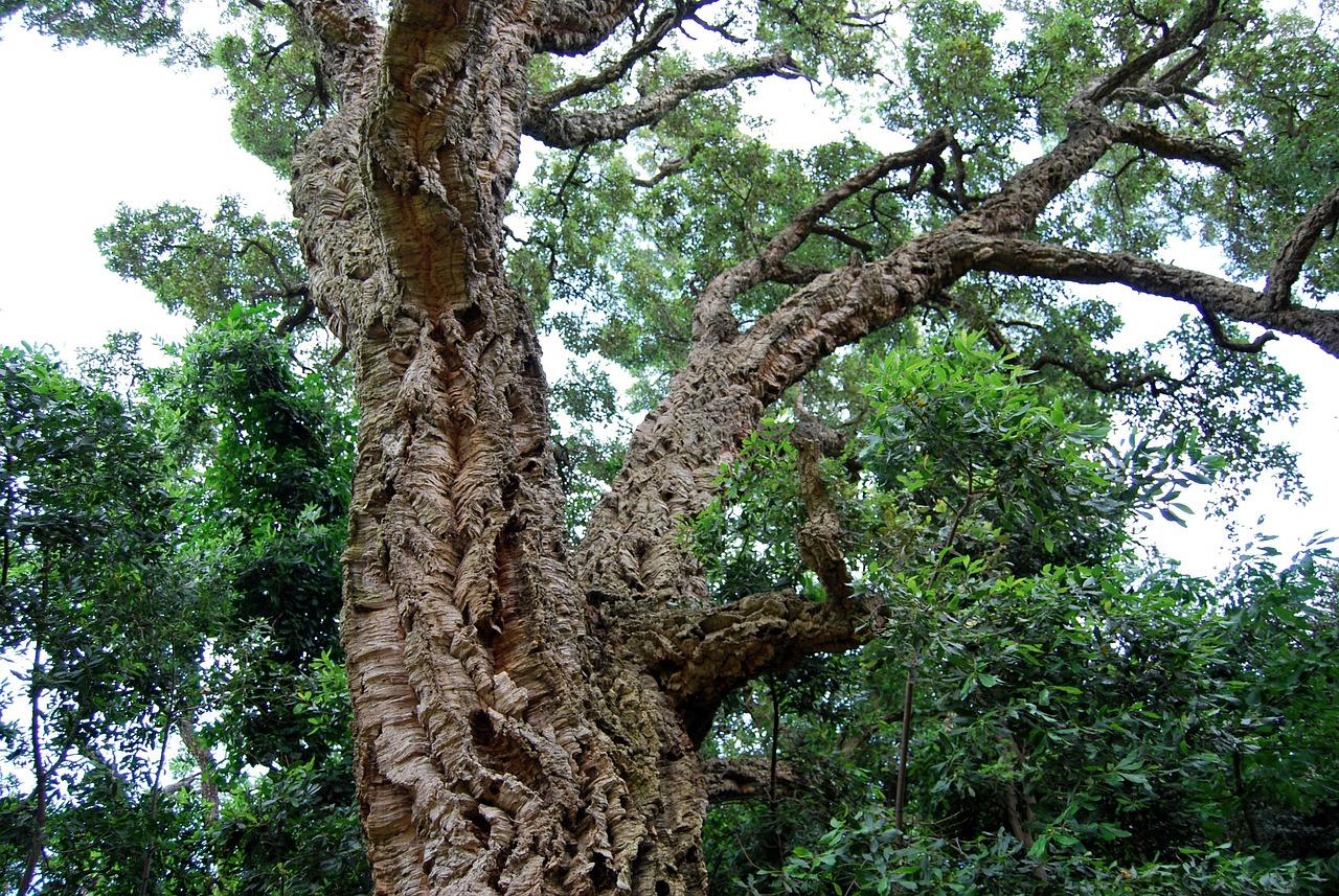 Bactéria Xylella Fastidiosa encontrada num sobreiro na freguesia de Lousa em Torre de Moncorvo
