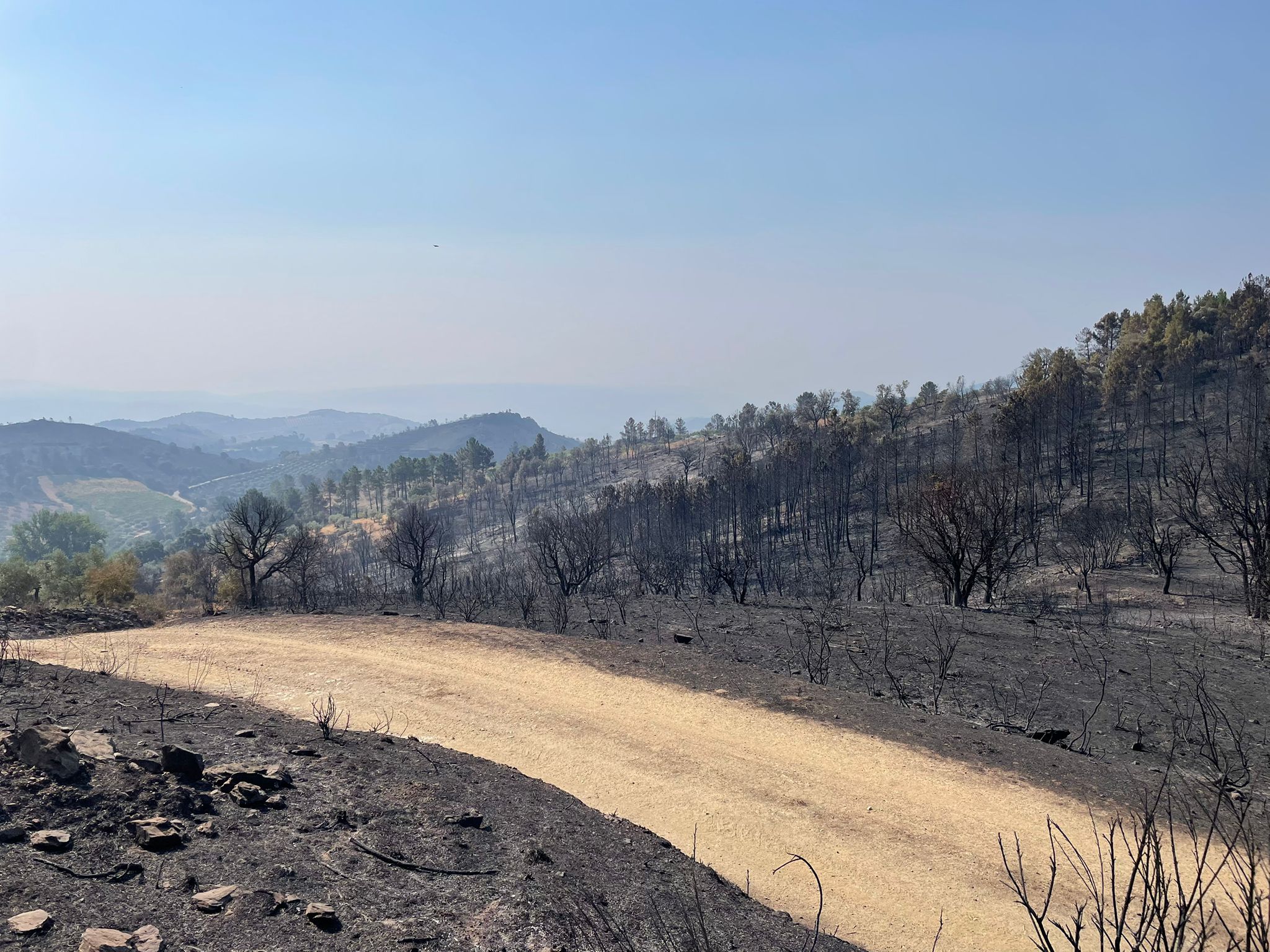 Autarcas dos concelhos afetados pelo incêndio de Mirandela querem que área ardida seja convertida em zona agrícola