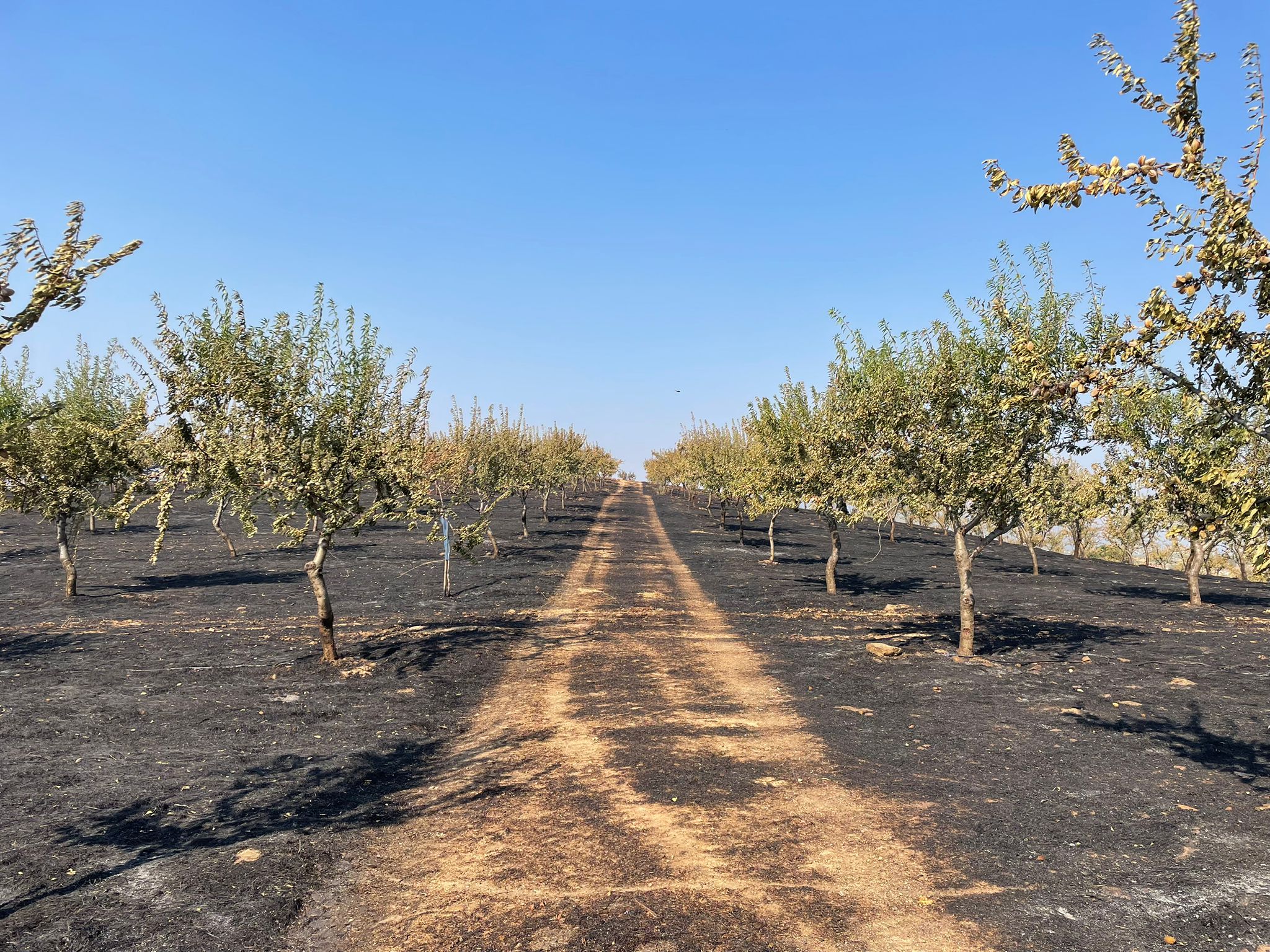 Agricultores afetados pelos incêndios fazem contas aos prejuízos