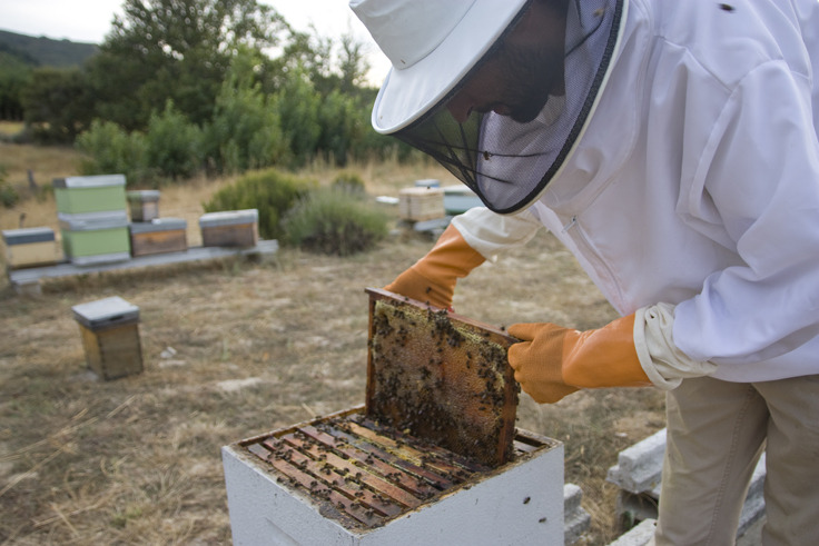 Produção de mel com quebras na ordem dos 80%