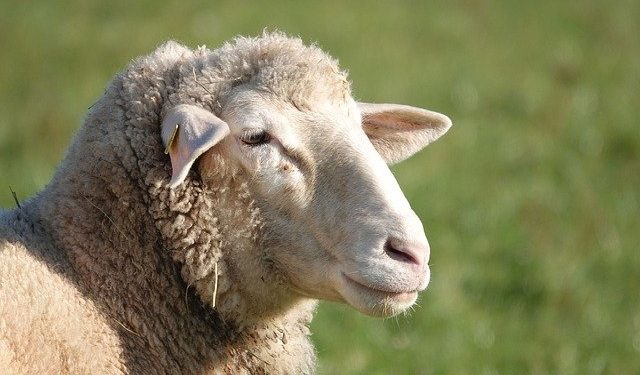 Língua Azul já matou mais de 40 ovelhas em Vinhais