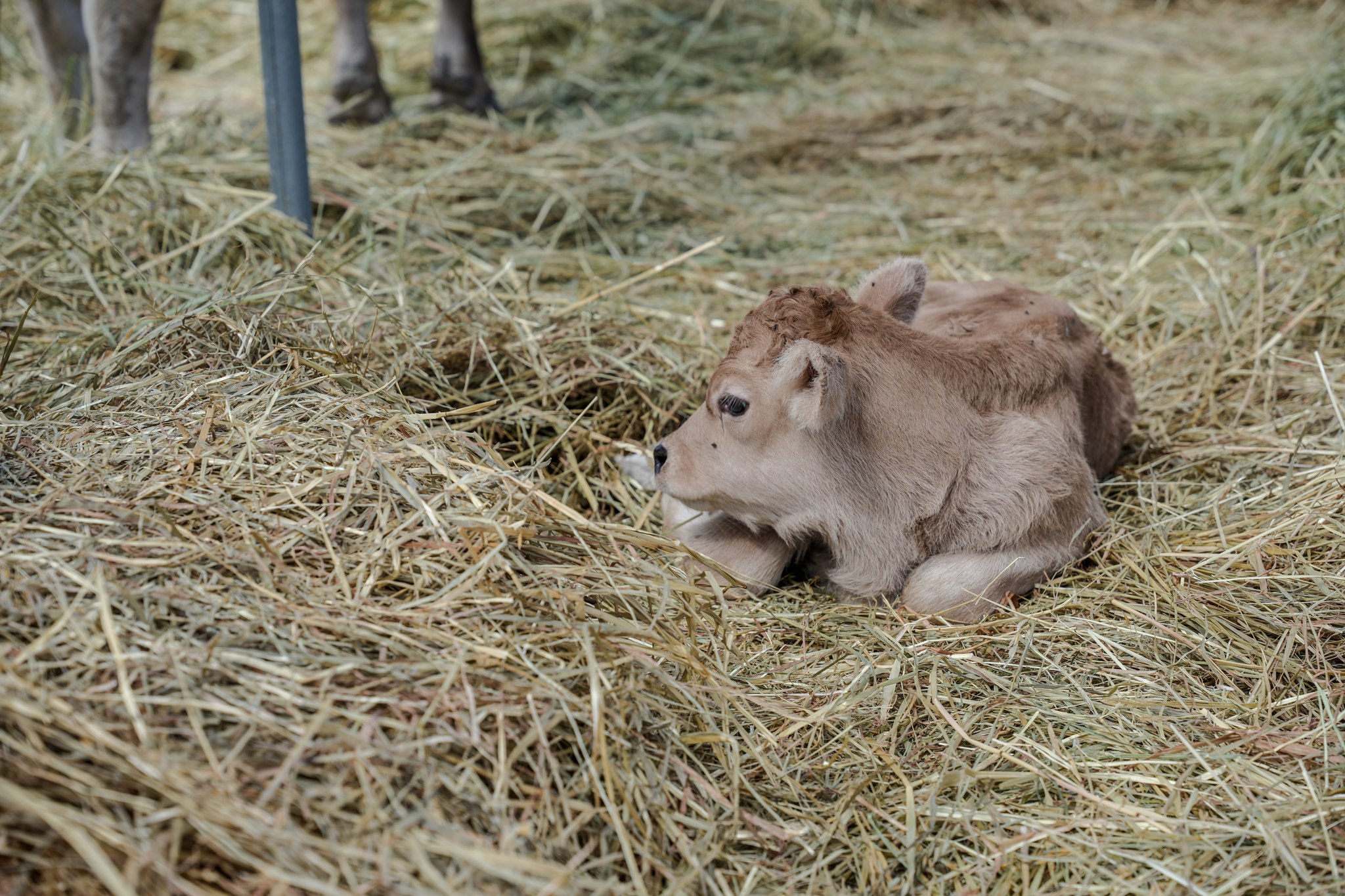 Raça Mirandesa pode ser “dizimada” em “pouco tempo” com qualquer calamidade