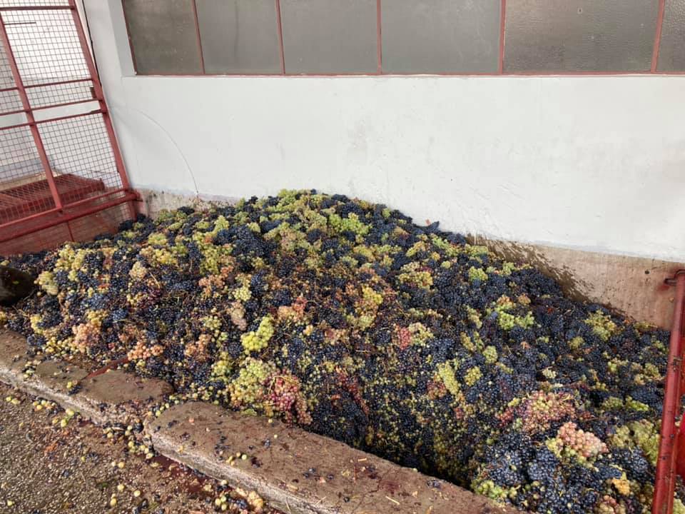 Menos 20% de uvas na campanha Vindimas 2025 na Cooperativa Agrícola de Macedo de Cavaleiros