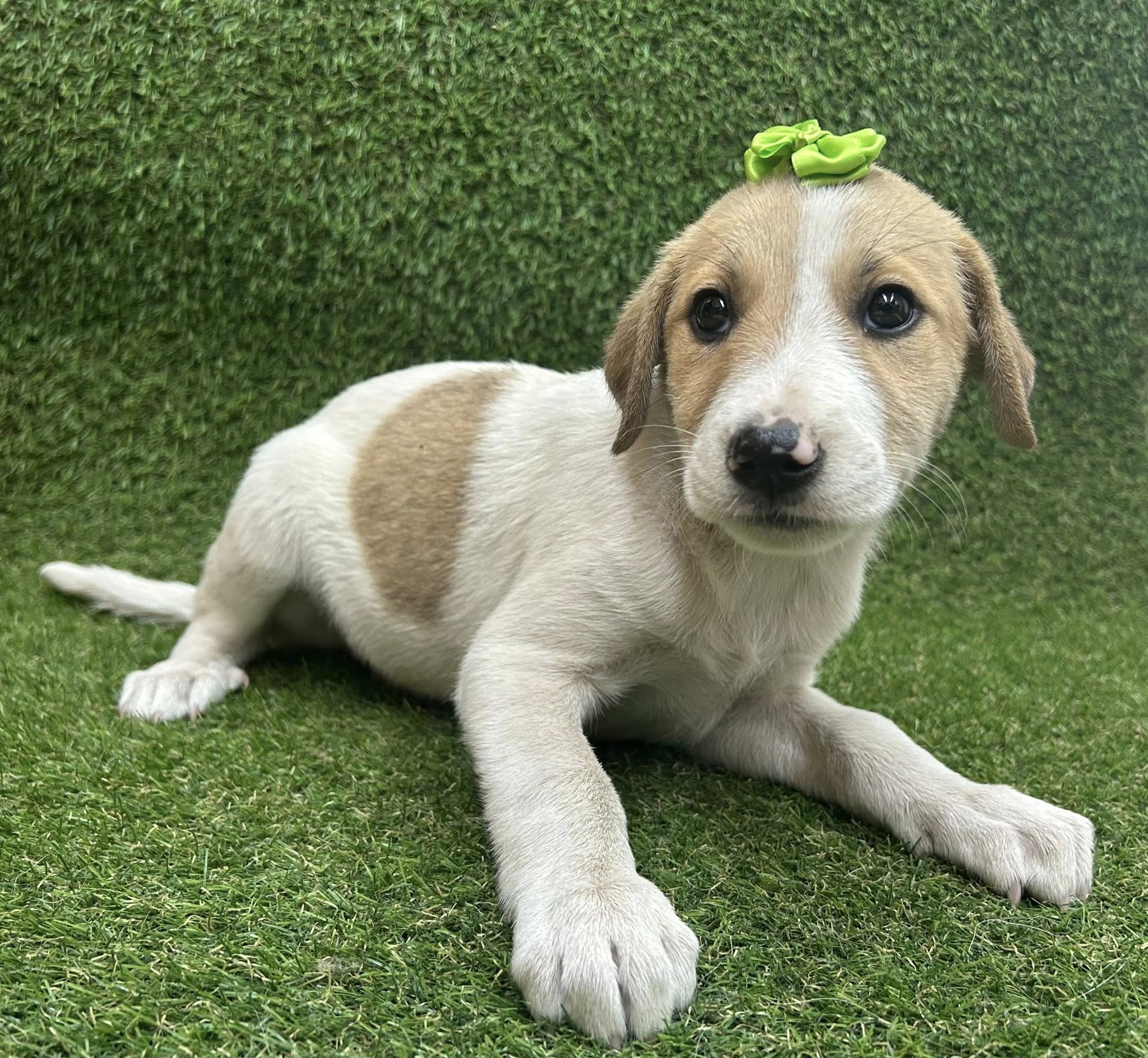 Cantinho do Animal promove semana de adoção gratuita