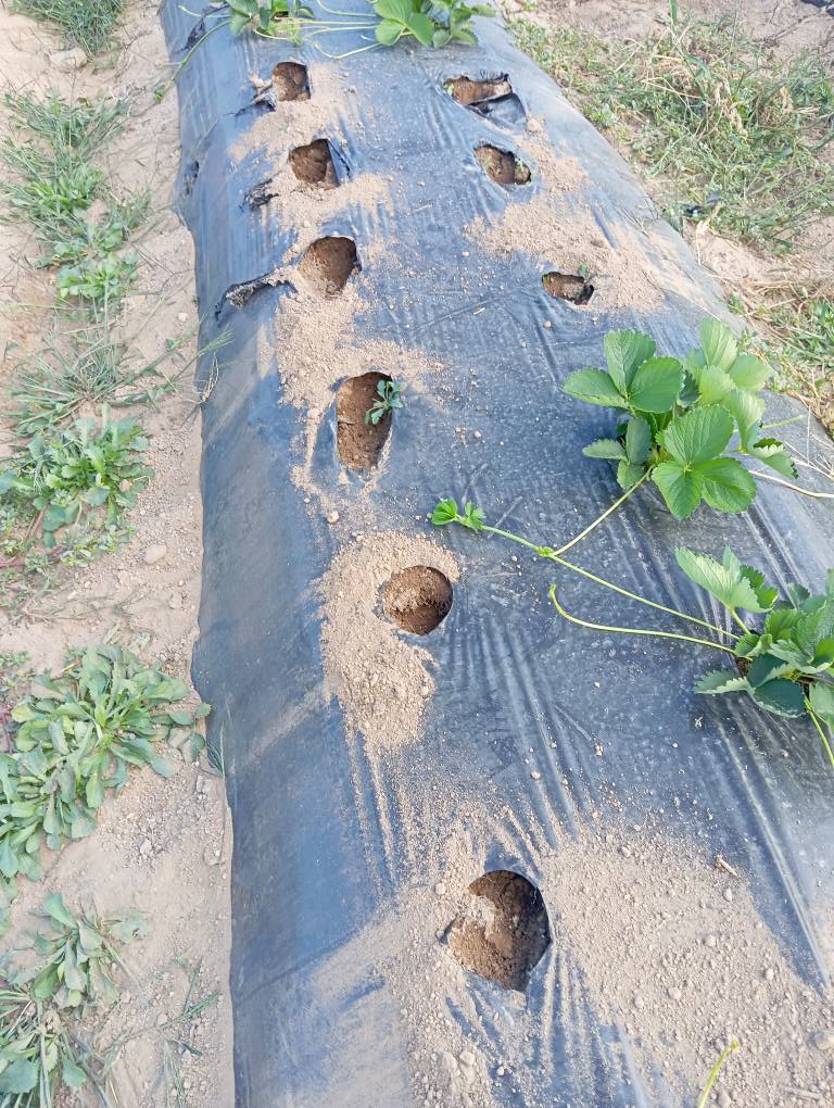 Plantas de morangos furtadas de exploração em São Pedro Velho