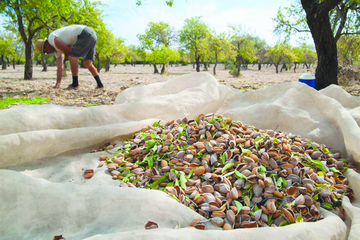 Primavera chuvosa dita colheita desastrosa: produção de amêndoa cai drasticamente em Trás-os-Montes