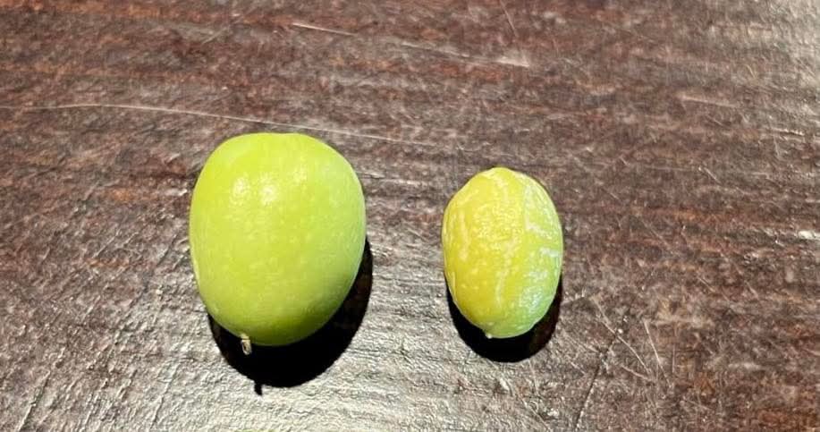 “É urgente usar a água do Lagos do Sabor para Regadio” defende um produtor de azeite da região transmontana