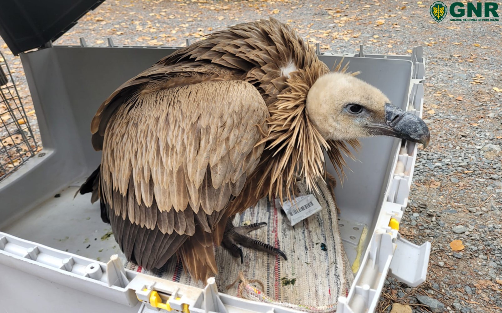 Recuperado em Bragança grifo debilitado