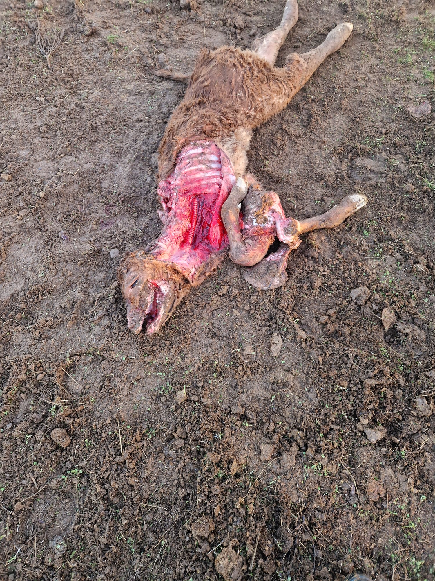 Ataque de Lobo mata desta vez um bezerro recém-nascido em aldeia de Miranda do Douro