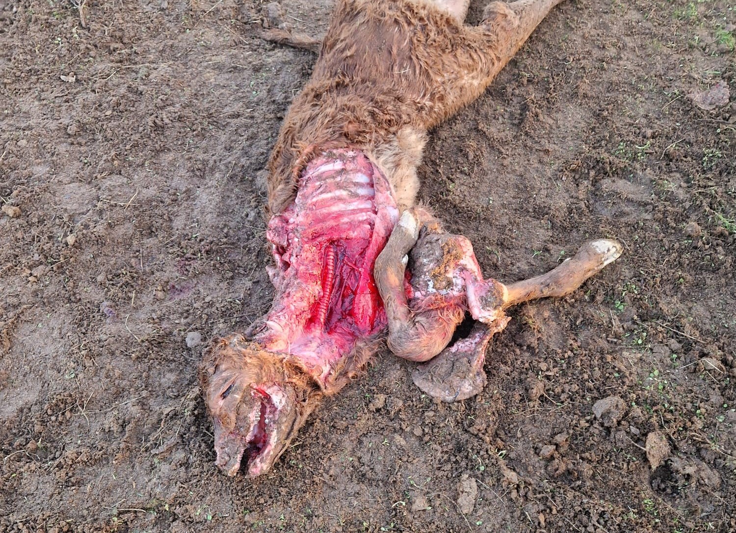 Ataque de lobo mata bezerro recém-nascido no concelho de Miranda do Douro