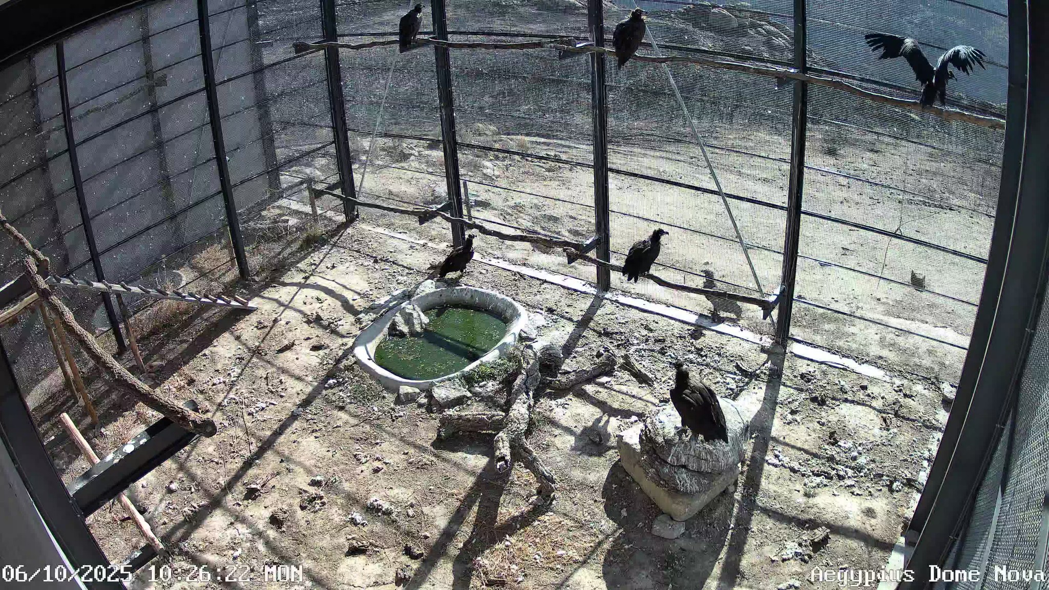 Abutres-pretos reabilitados voltam a sobrevoar o Douro Internacional