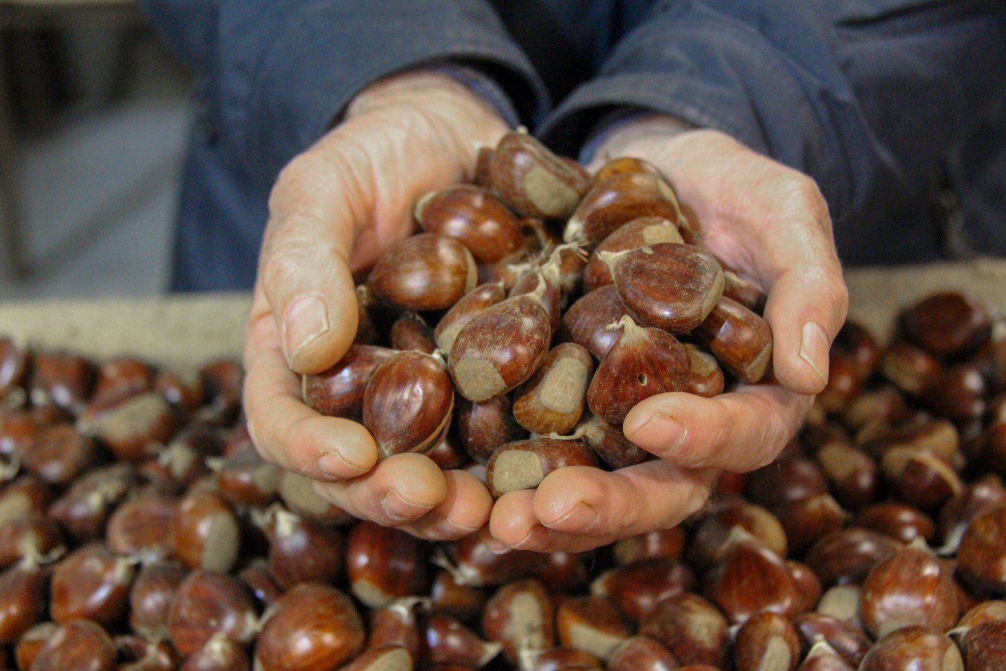 Vinhais celebrou a castanha que este ano tem calibre menor mas a qualidade está garantida