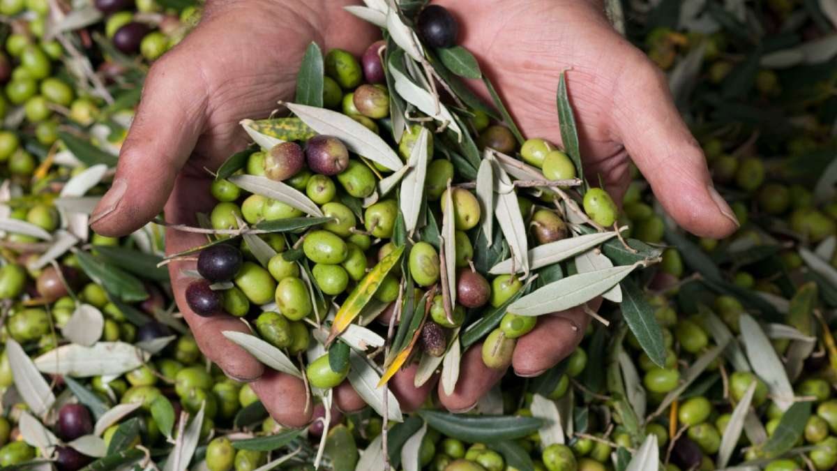 Tempestade Cláudia atrasa a colheita de azeitona na região