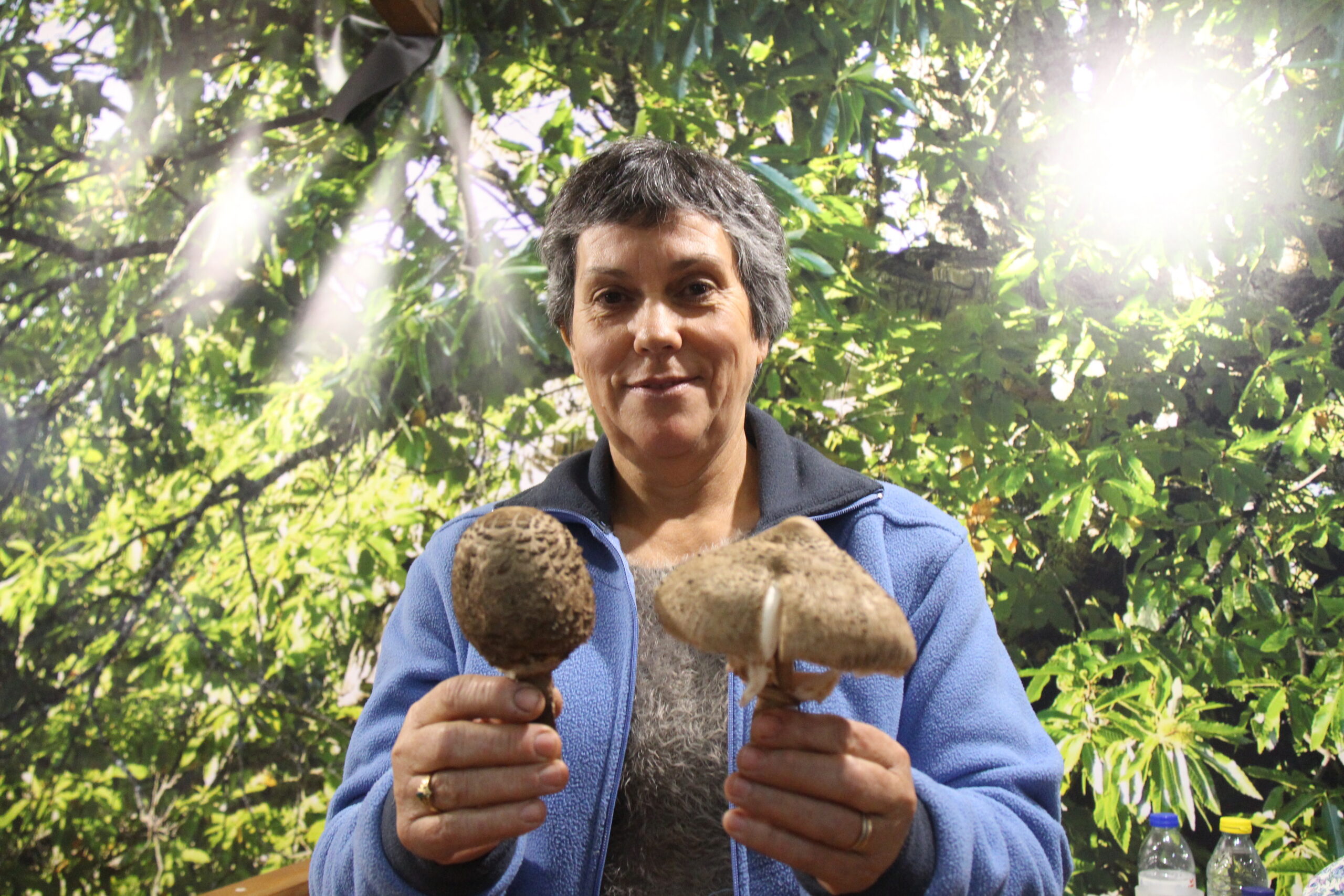 Produção de cogumelos atrasou-se mas mas chuva traz boas perspetivas para as próximas semanas