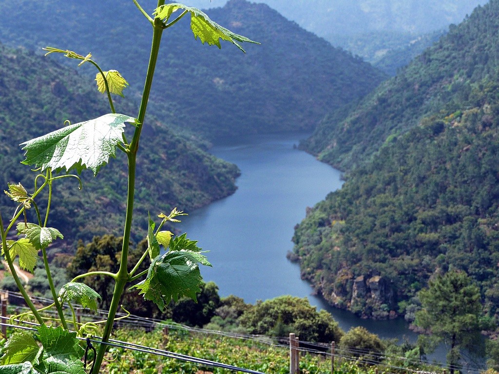 Parque do Vale do Tua reforça proteção da biodiversidade com investimento de 2,35 milhões