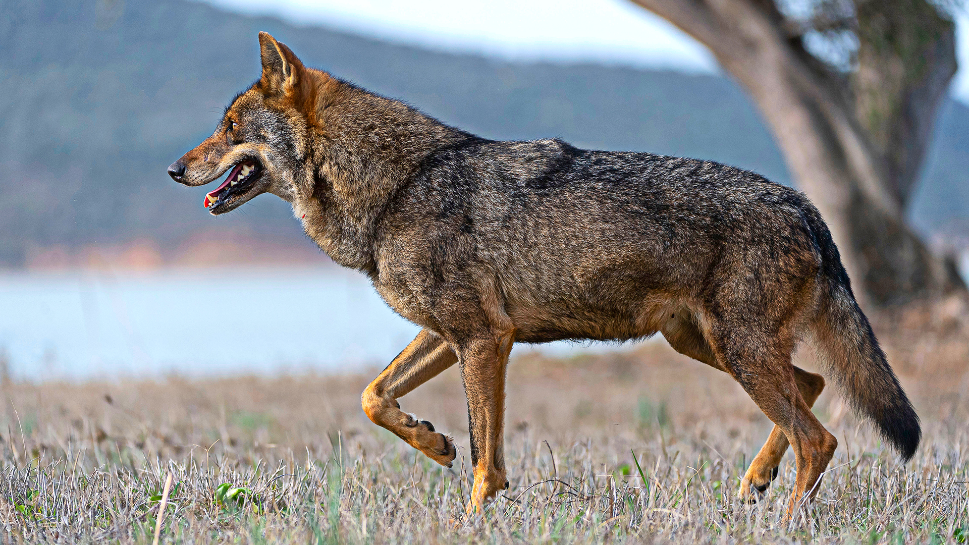 Governo duplica indemnizações por ataques de lobo-ibérico e promete recuperar atrasos desde janeiro