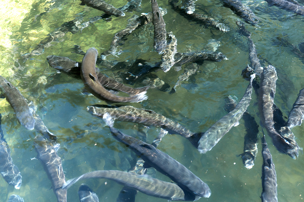 Antigo Viveiro das Trutas de França passa para a gestão do município de Bragança