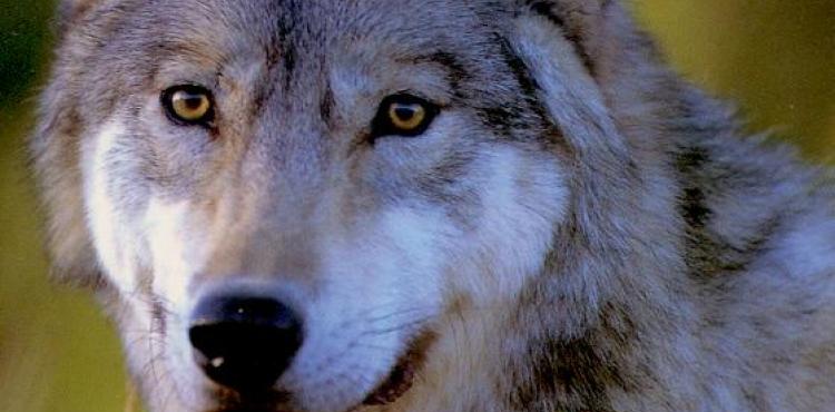 Governo duplica indemnizações por ataques de lobo no âmbito do novo Programa Alcateia 2025-2035