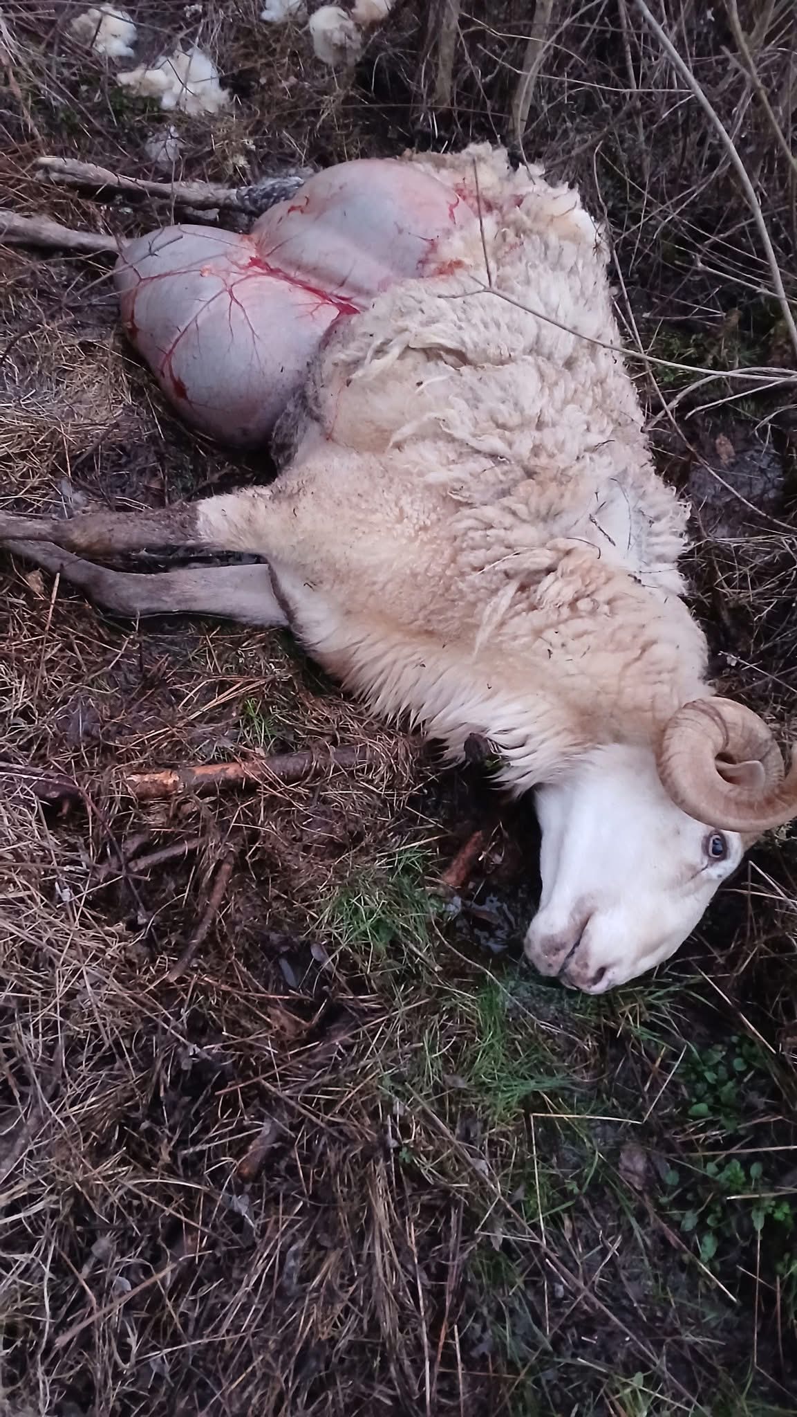 Ataque de lobos no concelho de Vimioso mata 14 animais