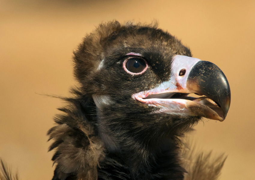 Reunidos 30 mil euros para salvar o abutre-preto no Douro Internacional
